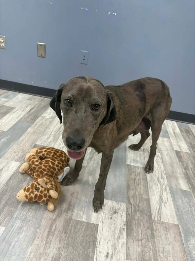 Mims The Labrador Retriever thumbnail 2