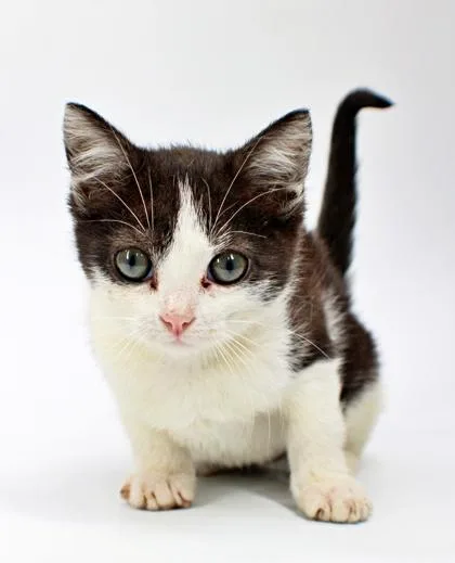 A baby small-sized female Domestic Short Hair cat named Veronica for adoption in Morton Grove, IL