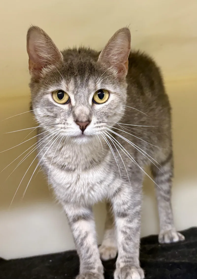 An adult medium-sized female Dilute Tortoiseshell Domestic Short Hair cat named Greta for adoption in Charles City, IA