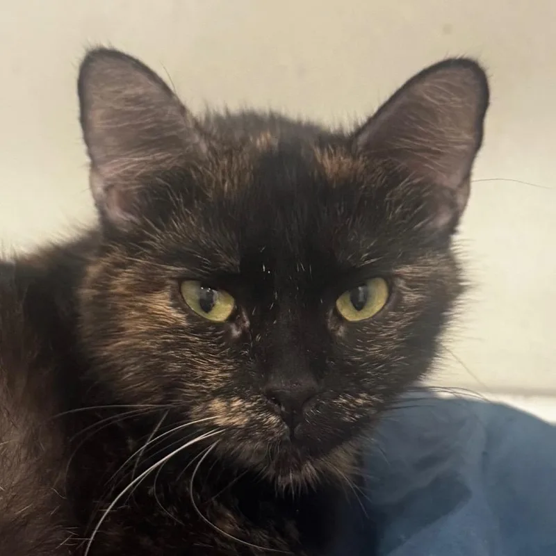 A young medium-sized female Tortoiseshell Domestic Short Hair cat named Cazmin for adoption in Defiance, OH