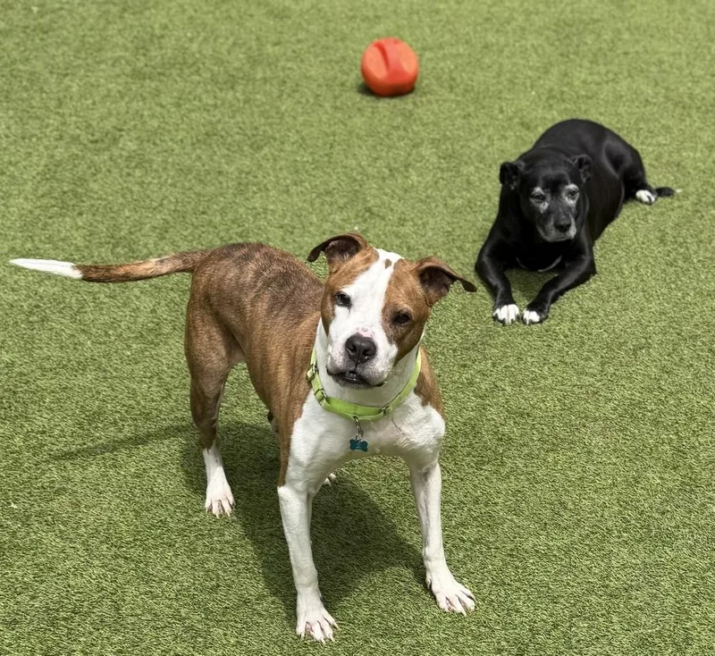 A senior large-sized male Pit Bull Terrier dog named Hardy for adoption in Dunwoody, GA