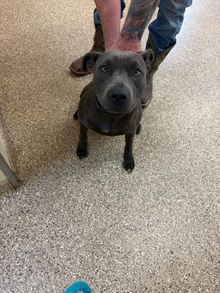 A young medium-sized female Pit Bull Terrier dog named Stormi for adoption in Great Bend, KS