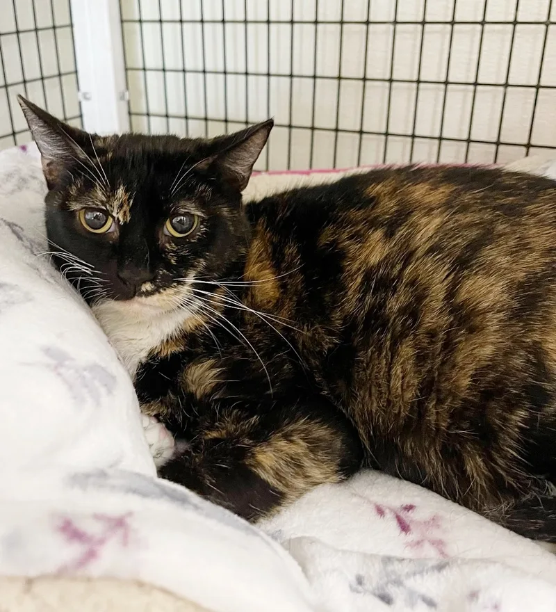 Cheyenne thumbnail 2