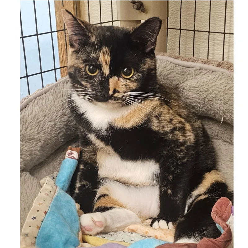 Cheyenne thumbnail 3