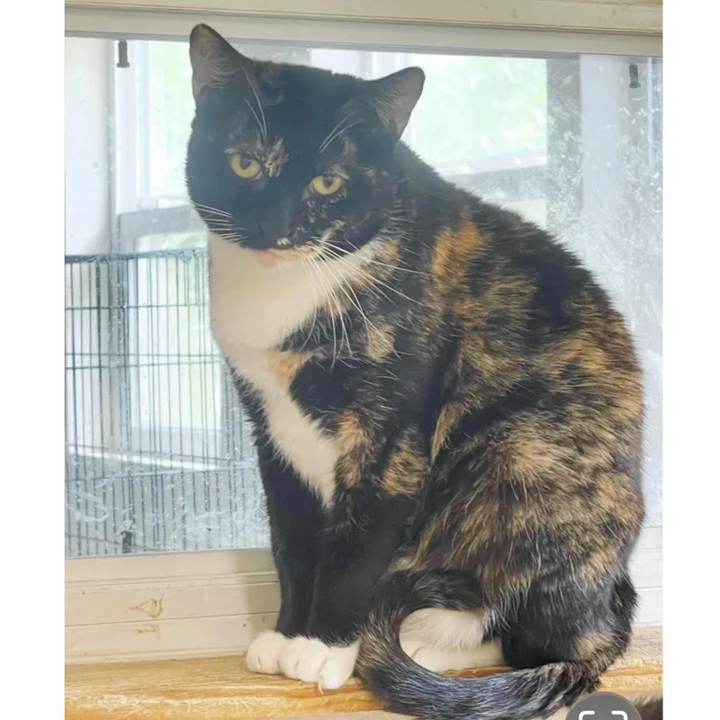 Cheyenne thumbnail 5