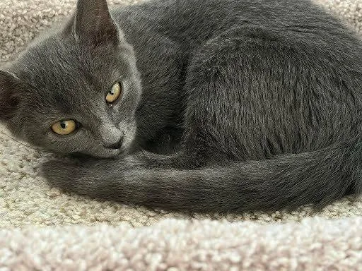 A baby small-sized female Domestic Short Hair cat named Faiza for adoption in Raleigh, NC