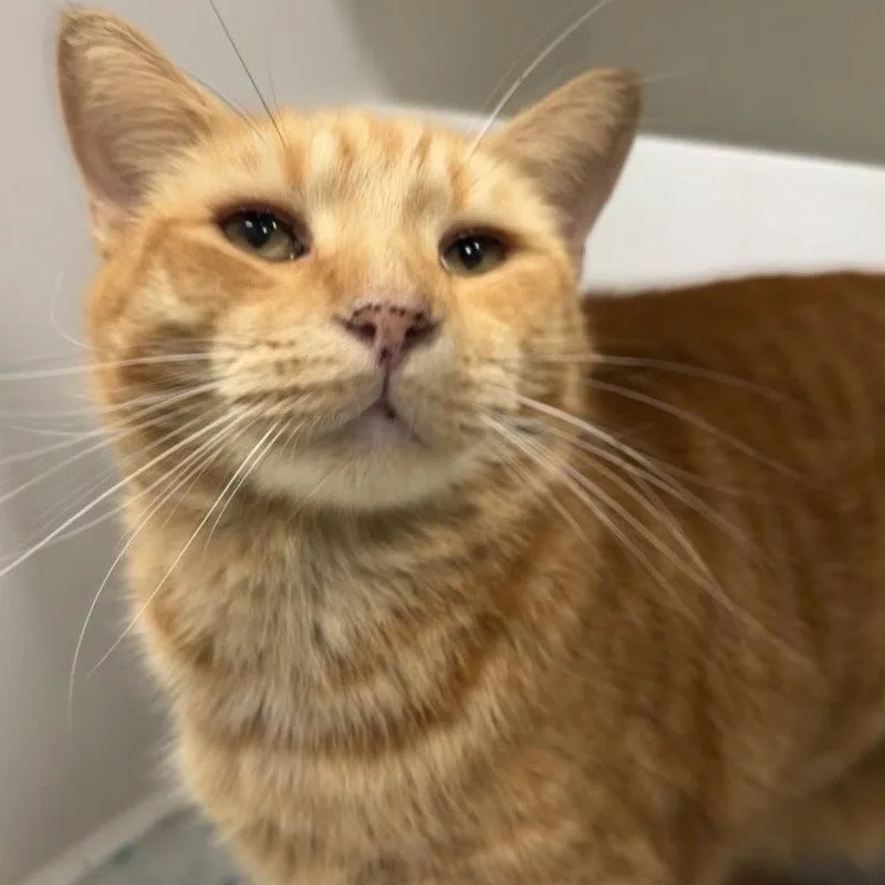 An adult medium-sized male Domestic Short Hair cat named Cider for adoption in New Castle, DE