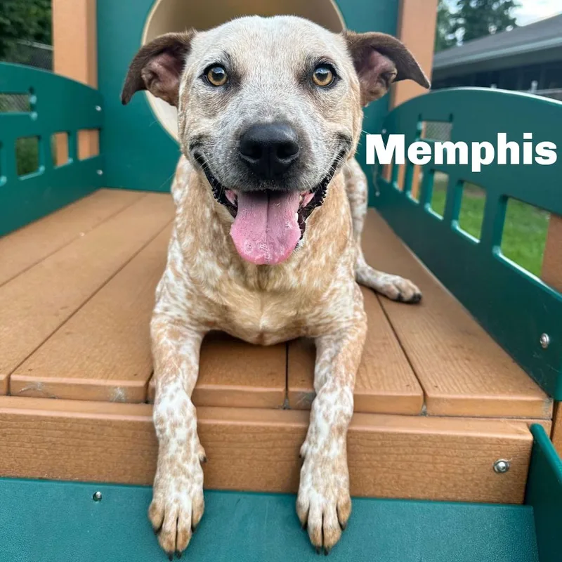 Memphis thumbnail 5