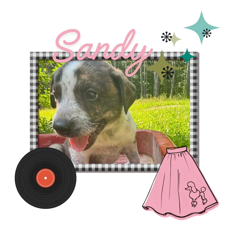 A baby medium-sized female Brindle Mountain Cur dog named Sandy for adoption in Soddy Daisy, TN