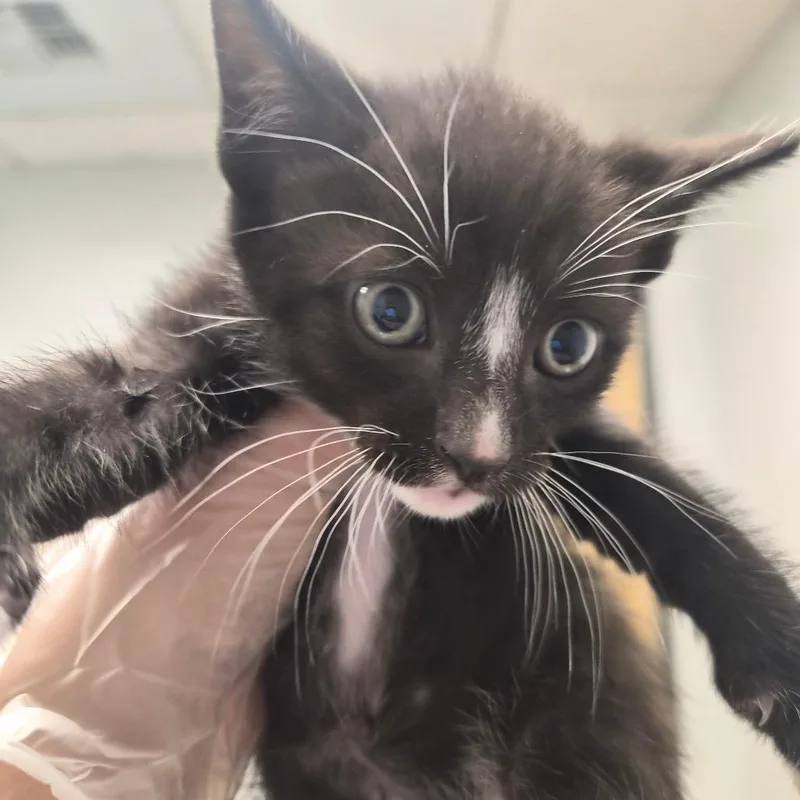 A baby small-sized male Black Domestic Short Hair cat named Hughie for adoption in Jacksonville, FL