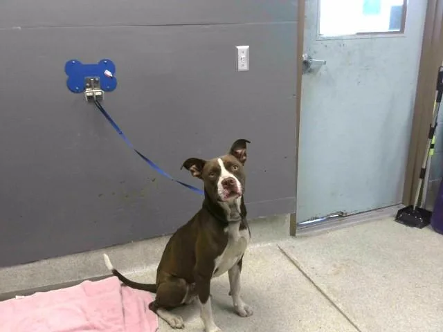 An adult medium-sized male Staffordshire Bull Terrier dog named Sam for adoption in Tallahassee, FL