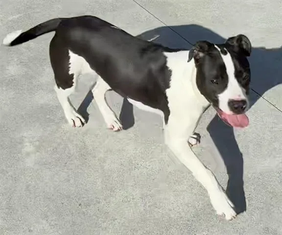 A young medium-sized female Pit Bull Terrier dog named Megan for adoption in San Martin, CA