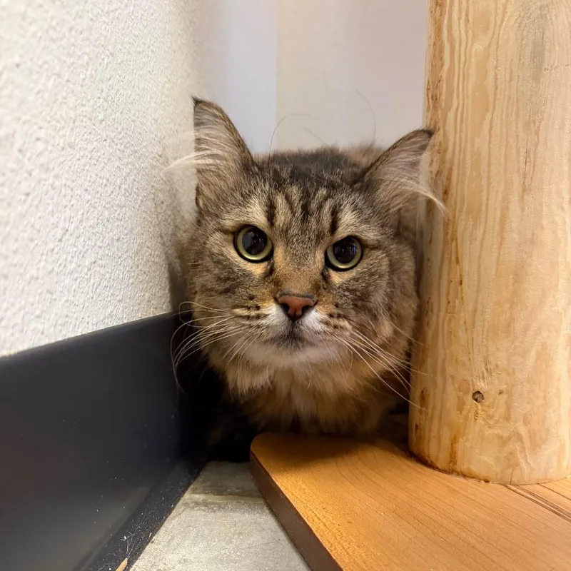 An adult extra large-sized female Domestic Medium Hair cat named Ruby for adoption in Cody, WY