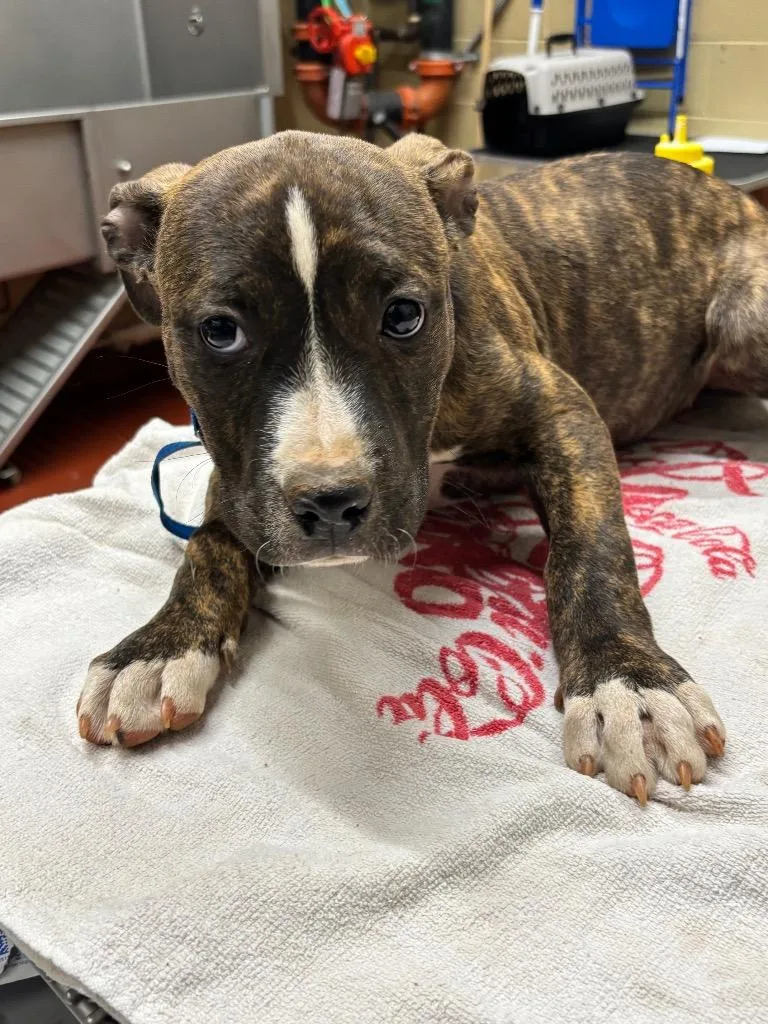A baby small-sized female Mixed Breed dog named Piglet for adoption in Douglasville, GA