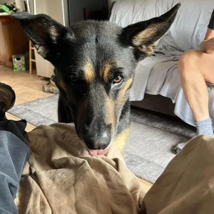 A senior large-sized male Black German Shepherd Dog dog named Pharaoh for adoption in Branford, CT