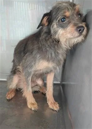 An adult medium-sized male Terrier dog named Feyo for adoption in Baldwin Park, CA