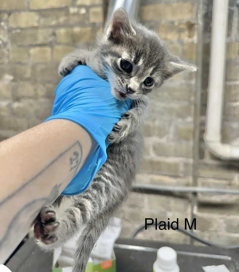 A baby small-sized male Tabby (Gray / Blue / Silver) Domestic Short Hair cat named Plaid for adoption in Milwaukee, WI