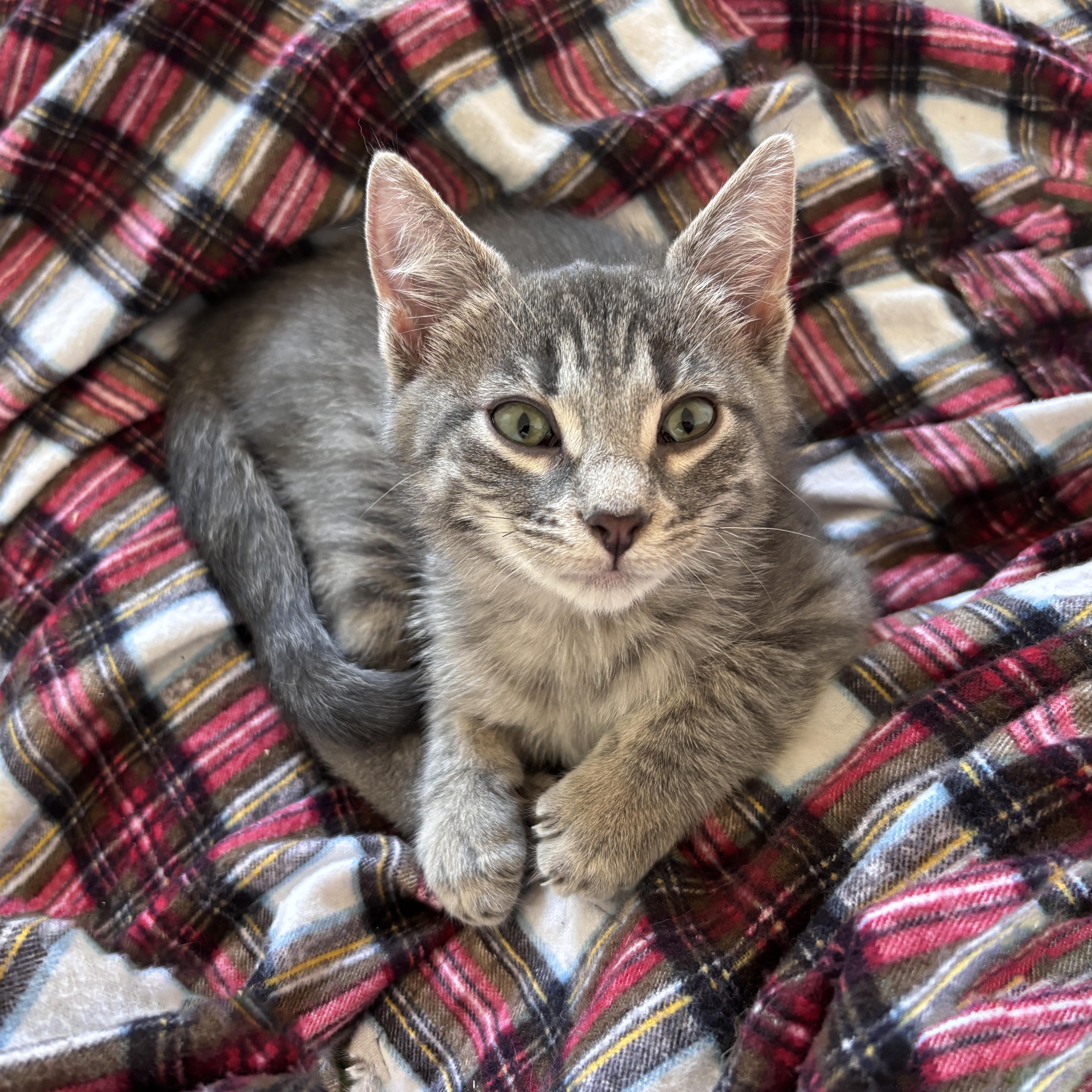 Plaid thumbnail 3