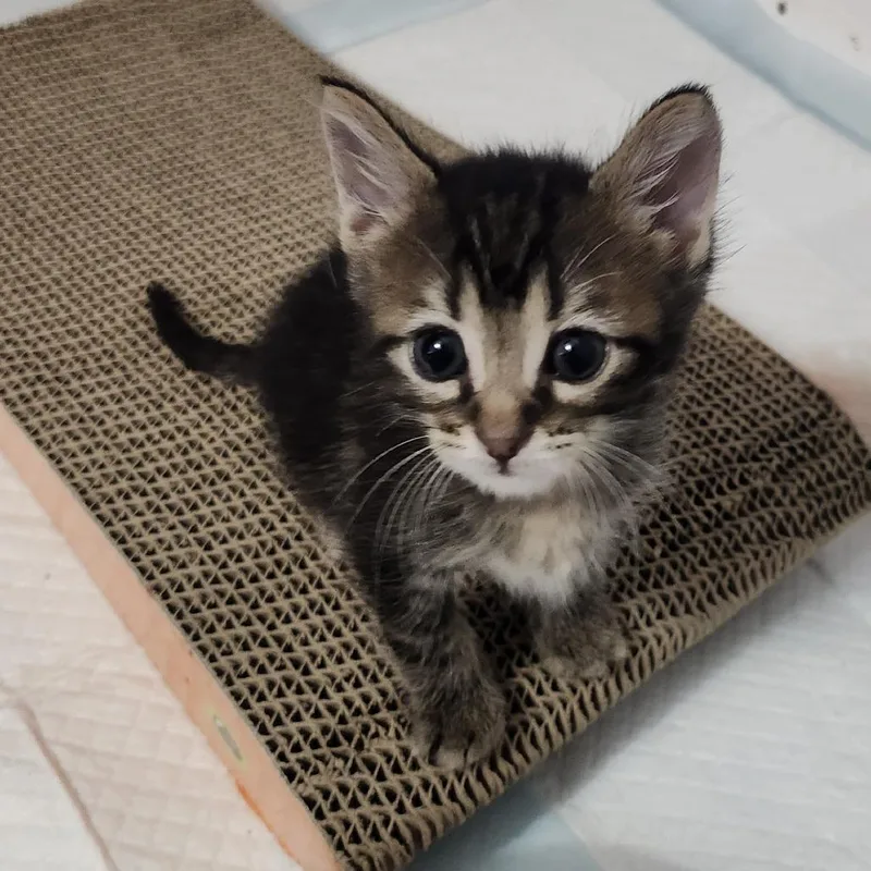 A baby small-sized male Brown / Chocolate Domestic Short Hair cat named Mario for adoption in South Elgin, IL
