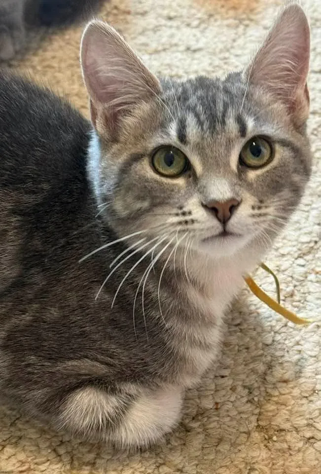 A baby small-sized female Domestic Short Hair cat named Quartz for adoption in Kettering, OH