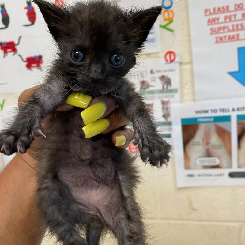 A baby small-sized female Black Domestic Short Hair cat named Shaka for adoption in Memphis, TN