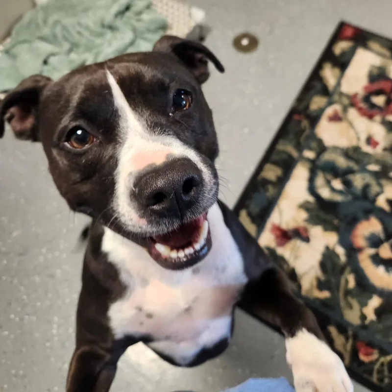 An adult medium-sized male Black Mixed Breed dog named Butcher for adoption in Danville, KY