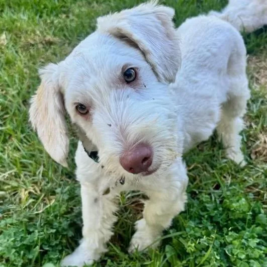 A young small-sized male Miniature Poodle dog named Ross Geller Chino for adoption in Chino Hills, CA