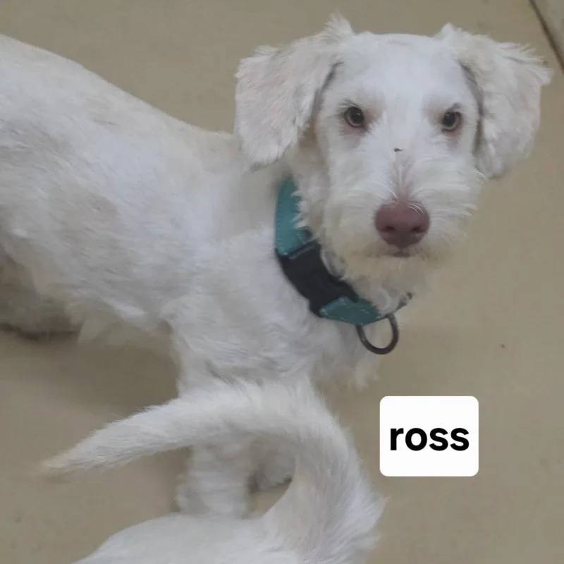 Ross Geller  Chino thumbnail 3