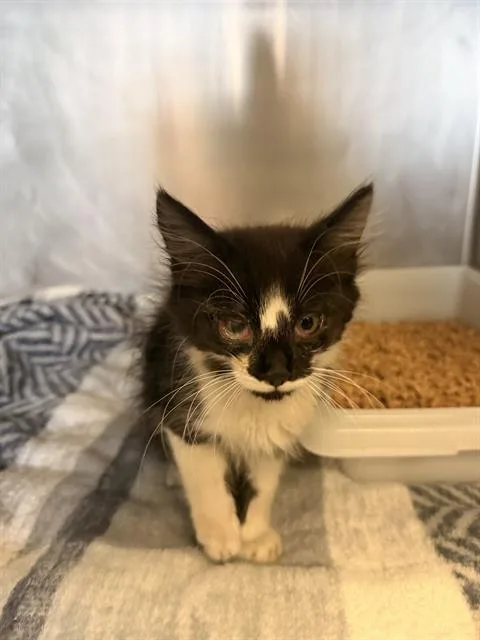 A baby small-sized male Domestic Long Hair cat named Earl for adoption in Camarillo, CA