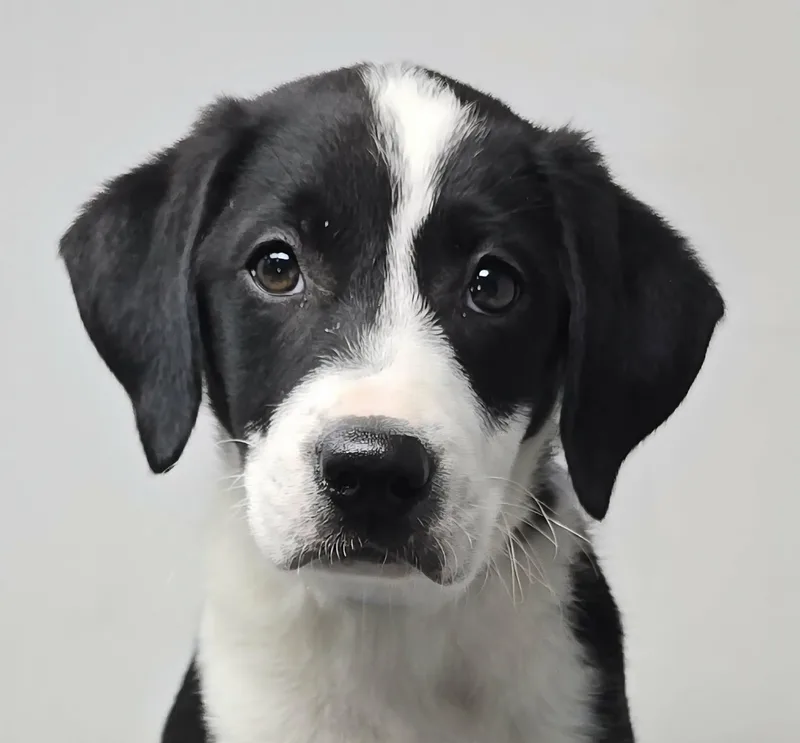 A baby medium-sized female White / Cream Labrador Retriever dog named Honest Pleasure for adoption in Newport, TN