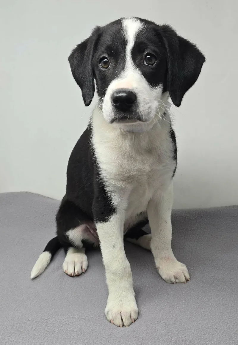 Honest Pleasure thumbnail 3