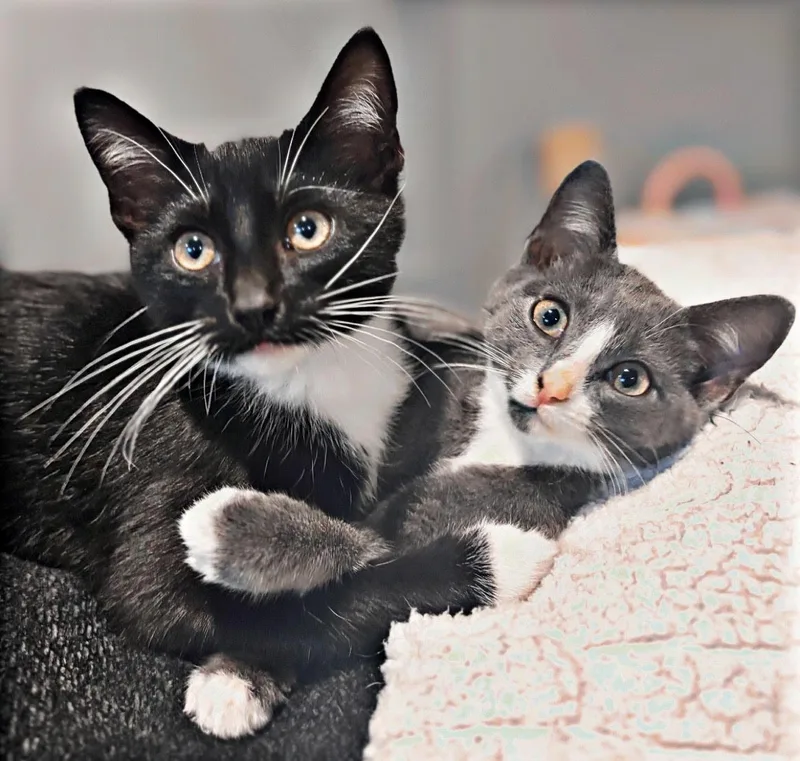 A baby small-sized male Black Domestic Short Hair cat named Rex for adoption in Newport, KY