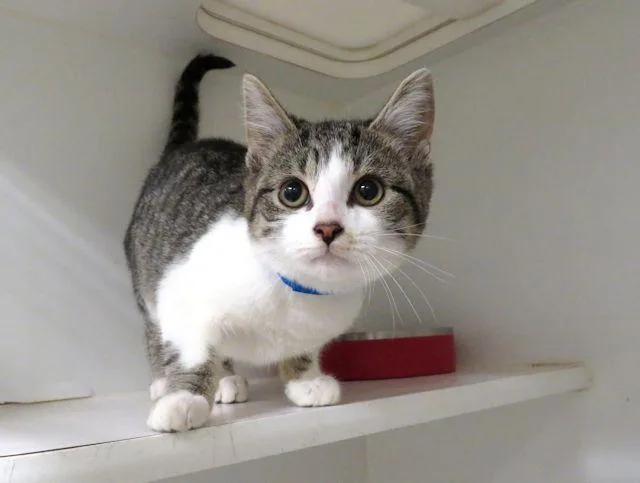 A baby small-sized male Domestic Short Hair cat named Jack for adoption in Oklahoma City, OK