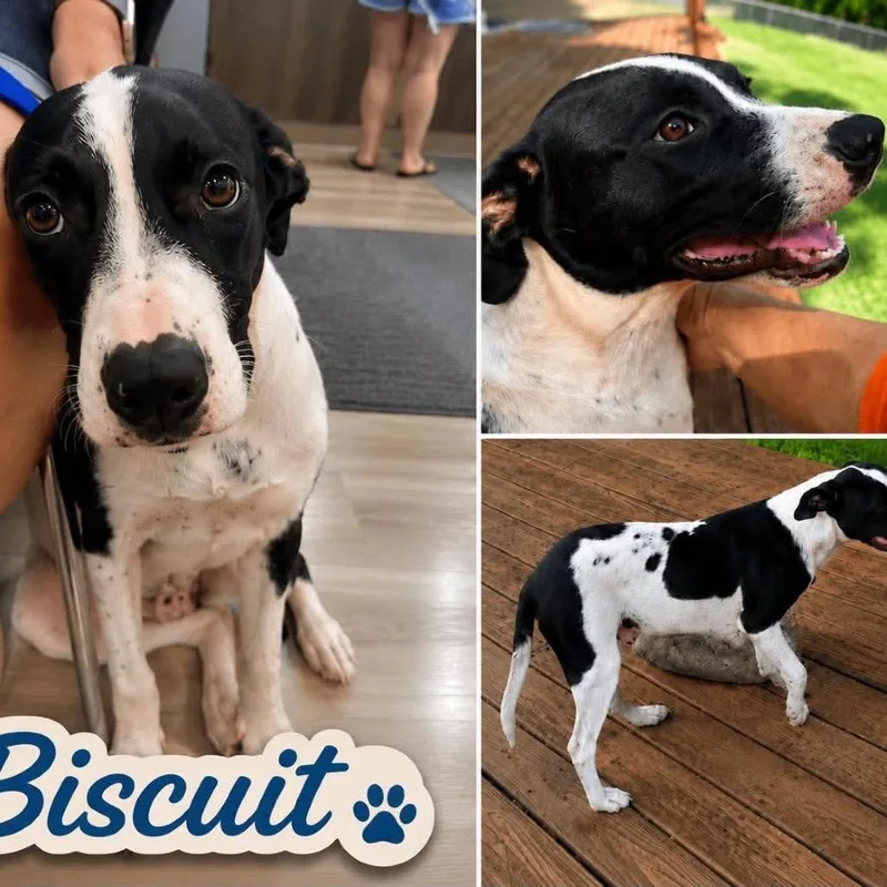 Biscuit