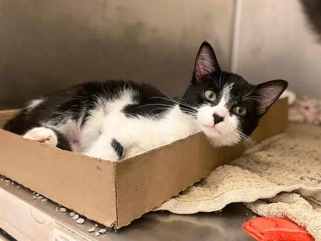 A baby small-sized female Domestic Short Hair cat named Hope for adoption in Fort Wayne, IN