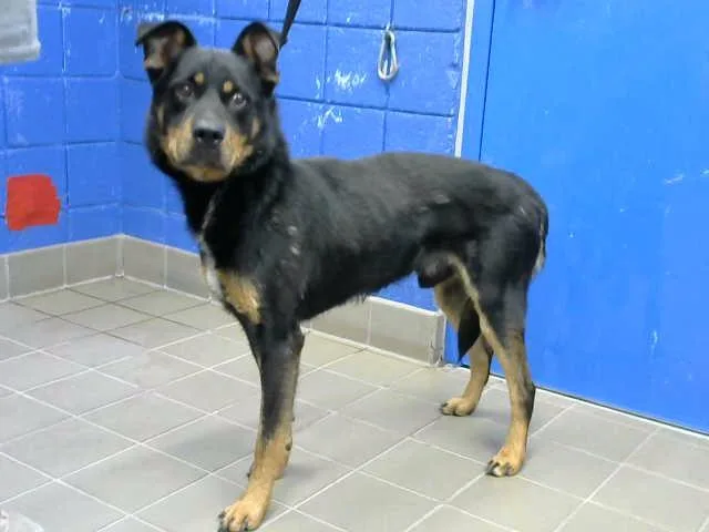 An adult medium-sized male Rottweiler dog named Anubis for adoption in Albuquerque, NM