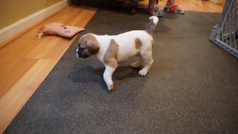 A baby medium-sized male Beagle dog named Ash for adoption in Herndon, VA