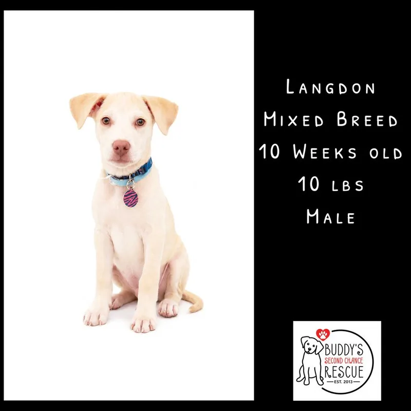 Langdon thumbnail 3