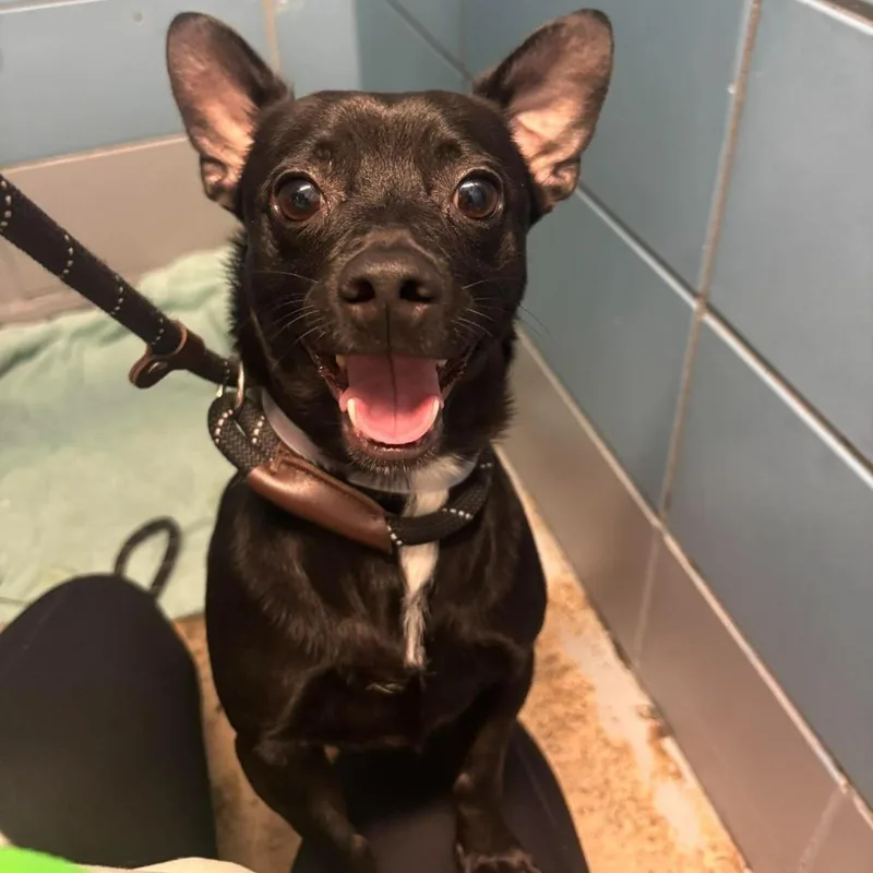 A young small-sized male Dachshund dog named Twizzler for adoption in Tacoma, WA