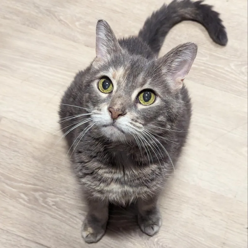 Seraphina thumbnail 2