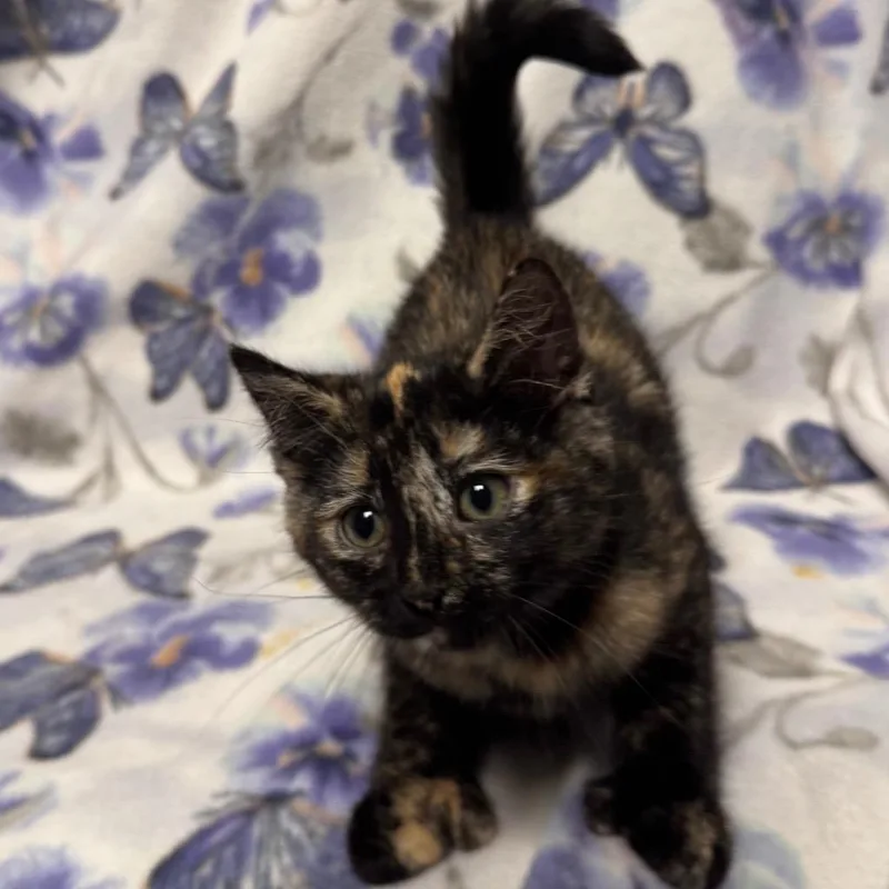 A baby small-sized female Domestic Short Hair cat named Marge for adoption in Olean, NY