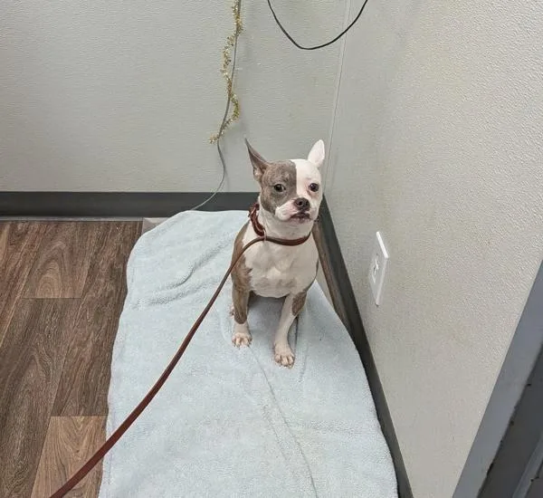 An adult small-sized female French Bulldog dog named Salt for adoption in San Diego, CA