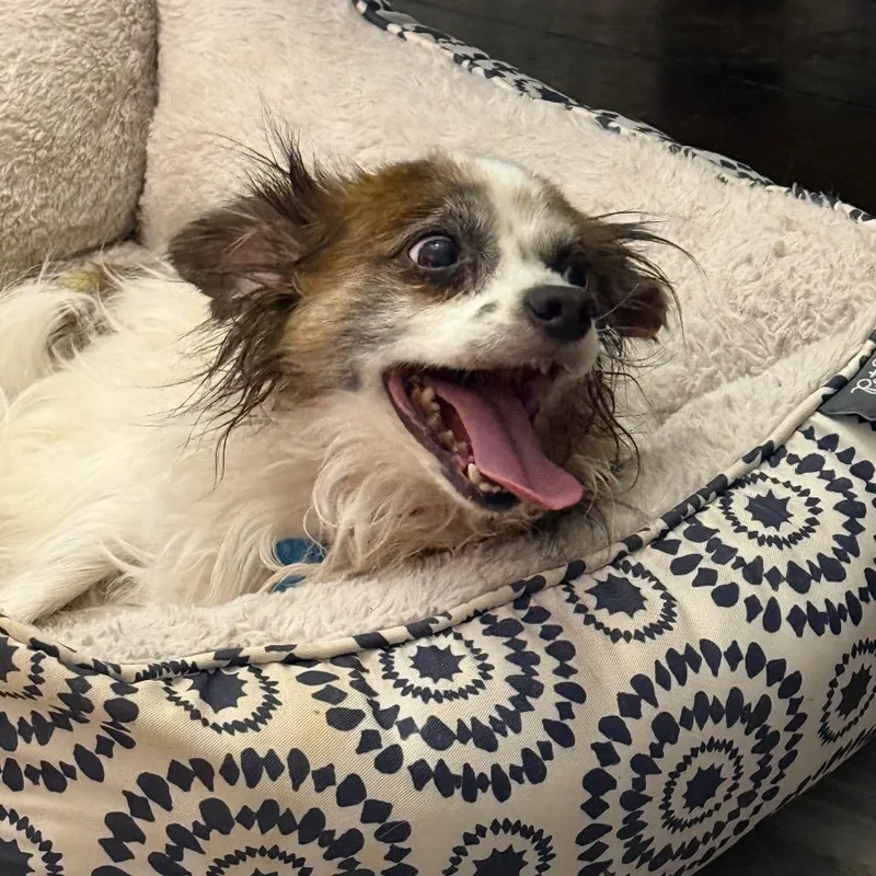 A senior small-sized male White / Cream Spaniel dog named Einstein for adoption in Bessemer, AL
