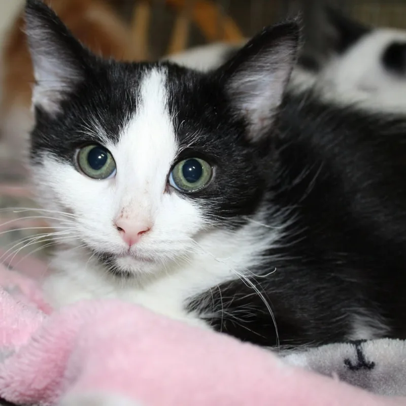 A young medium-sized male Domestic Medium Hair cat named Spice for adoption in Billings, MT