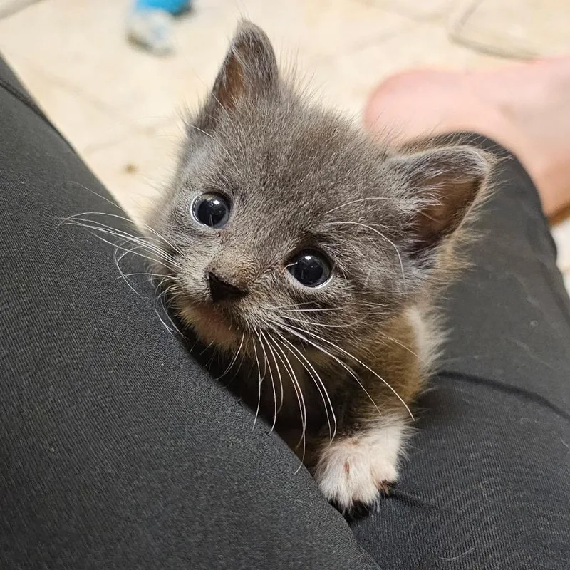 A baby medium-sized female Gray & White Domestic Short Hair cat named Miriam for adoption in Columbia, MO