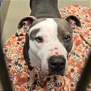 An adult large-sized male Gray / Blue / Silver Pit Bull Terrier dog named Dino for adoption in Austin, TX