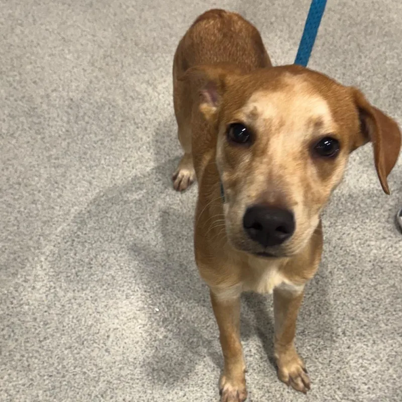 A young medium-sized male White / Cream Hound dog named Lorenzo for adoption in Tampa, FL