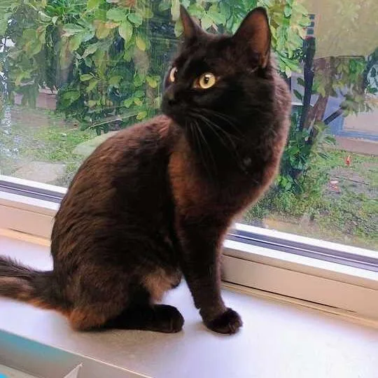 An adult large-sized male Black Domestic Medium Hair cat named Jukebox Hero for adoption in Davenport, IA