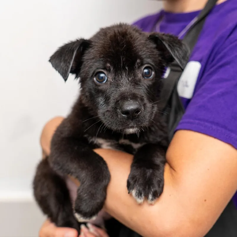 A baby medium-sized male Black Mixed Breed dog named Gulper for adoption in New York, NY