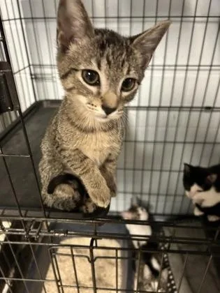 A baby small-sized female Domestic Short Hair cat named Breeze for adoption in Palm Coast, FL